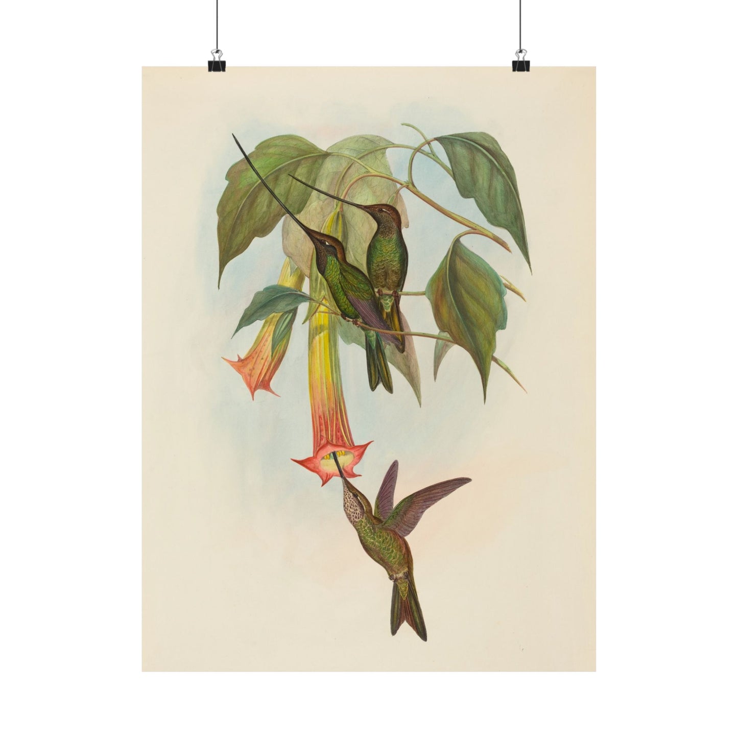 Hummingbird Botanical Art Print - Matte Vertical Poster - Nature Inspired Wall Art - Vintage Bird Watcher Art