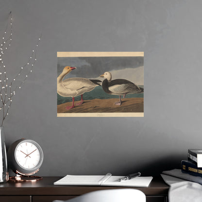 Snow Goose - Audubon Fine Art Poster