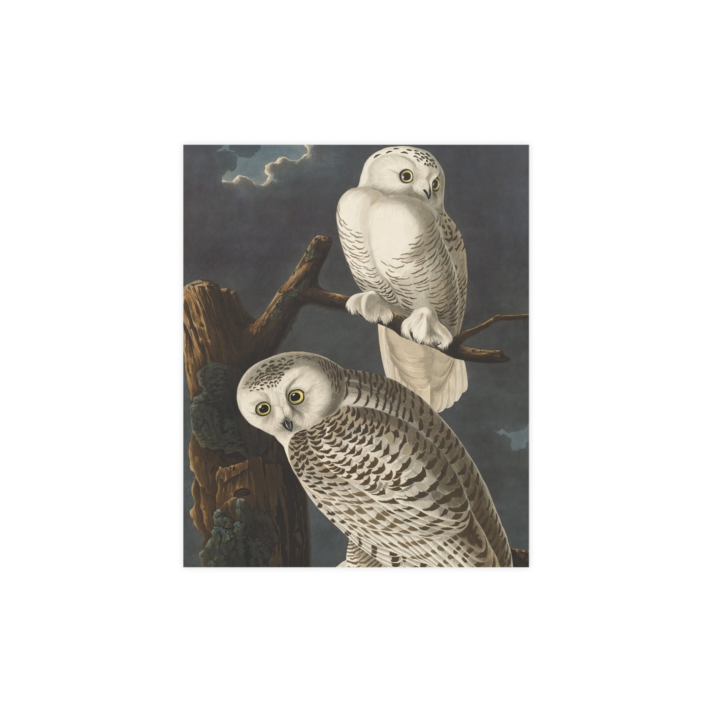 Snowy Owl - Audubon Birds - Fine Art Print