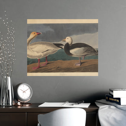 Snow Goose - Audubon Fine Art Poster