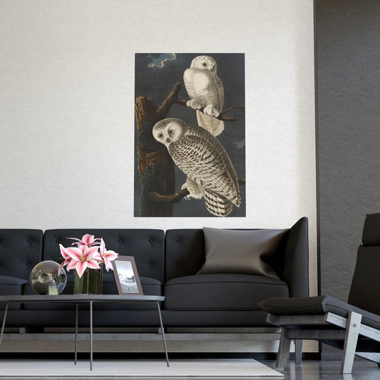 Snowy Owl - Audubon Birds - Fine Art Print