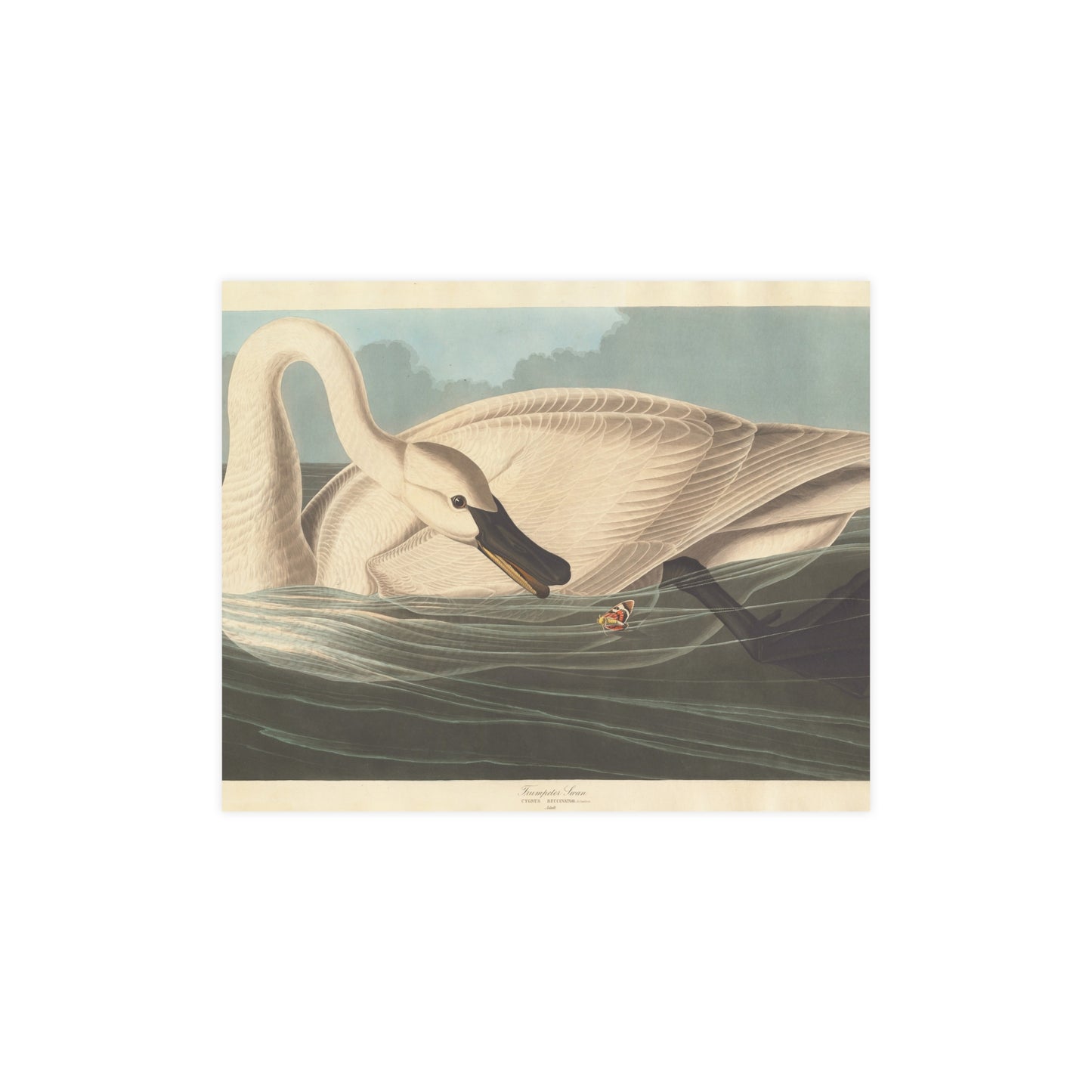 Trumpeter Swan - Audubon Fine Art Poster