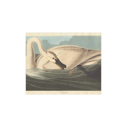 Trumpeter Swan - Audubon Fine Art Poster