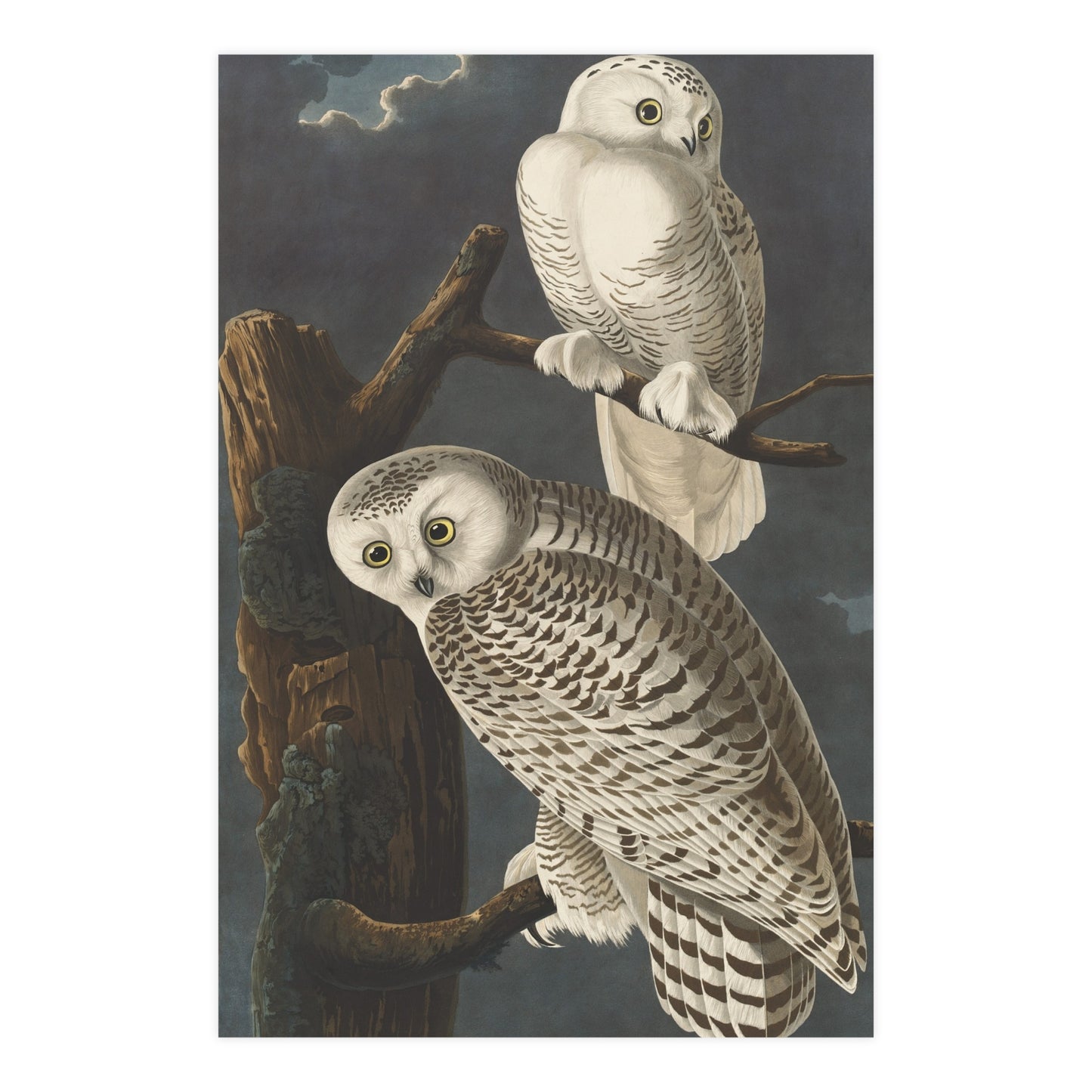 Snowy Owl - Audubon Birds - Fine Art Print