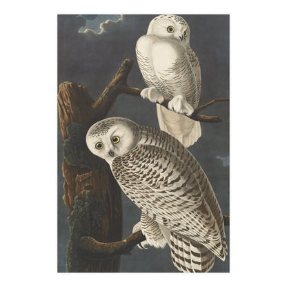 Snowy Owl - Audubon Birds - Fine Art Print