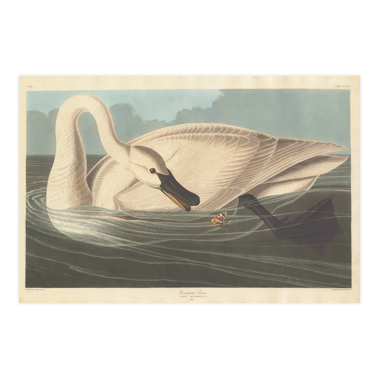 Trumpeter Swan - Audubon Fine Art Poster