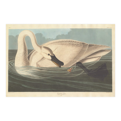 Trumpeter Swan - Audubon Fine Art Poster