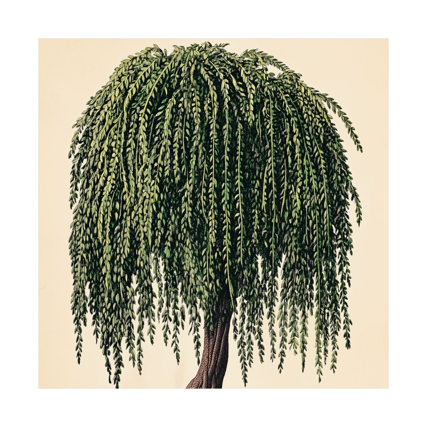 Weeping Willow Vintage Botanical Art Print - Matte Poster - Vintage Botanical Wall Art