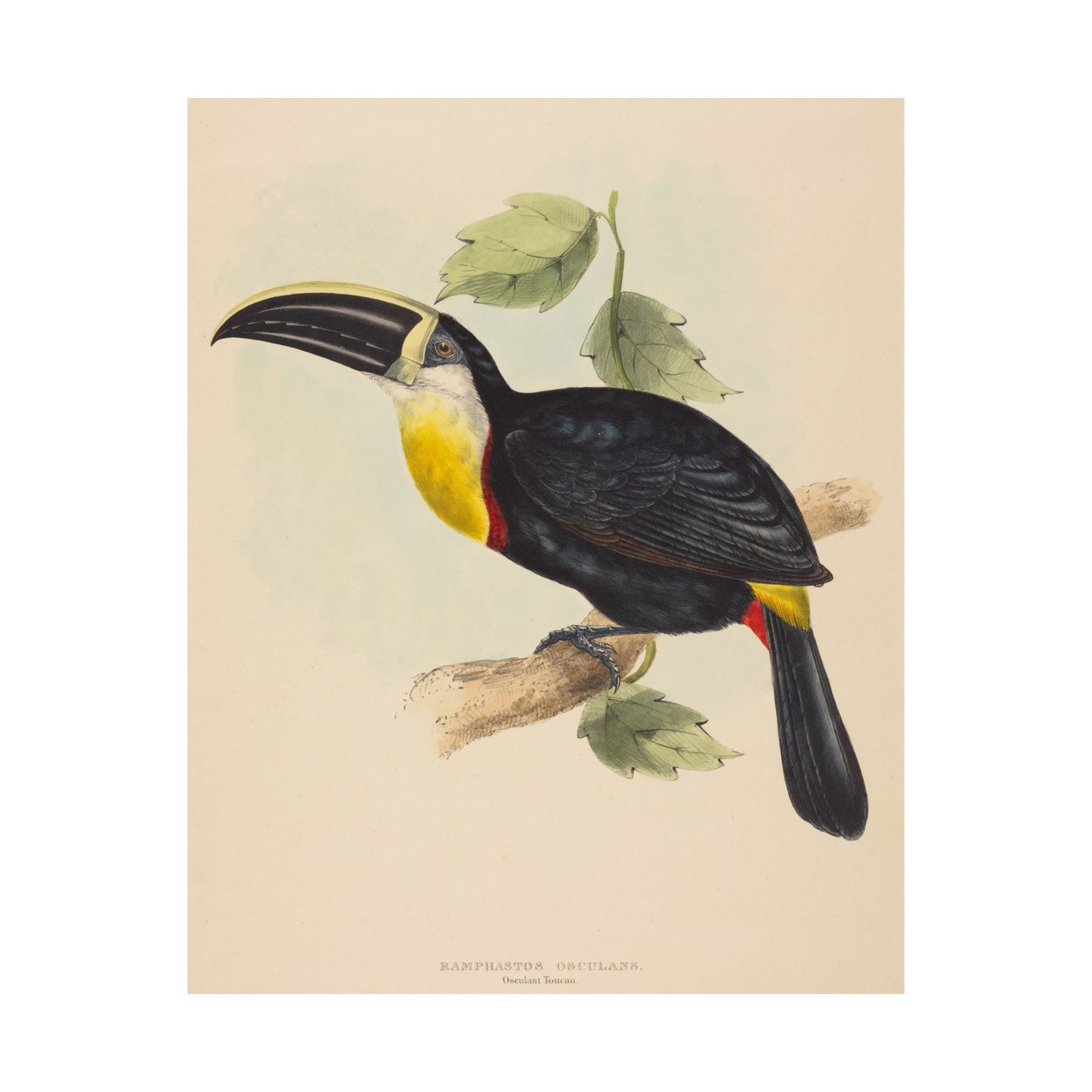 Tropical Toucan - Vintage Birdwatcher Art Print - Matte Vertical Poster - Elegant Bird Wall Art for Nature Lovers