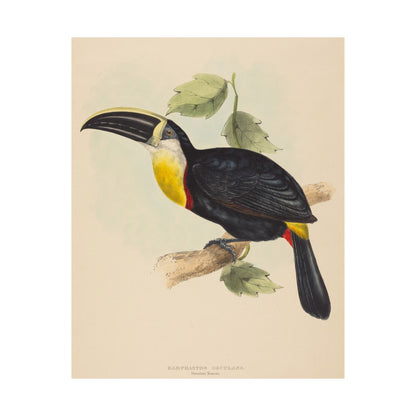 Tropical Toucan - Vintage Birdwatcher Art Print - Matte Vertical Poster - Elegant Bird Wall Art for Nature Lovers