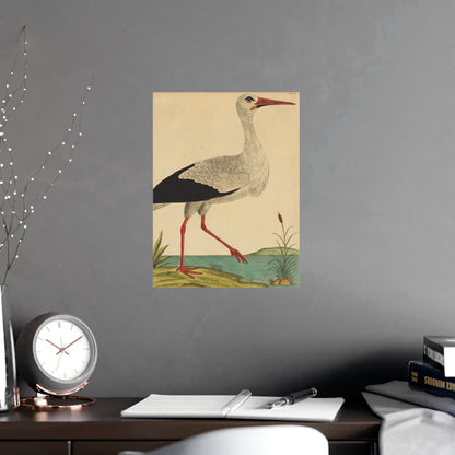 White Stork - Vintage Natural History Fine Art Poster