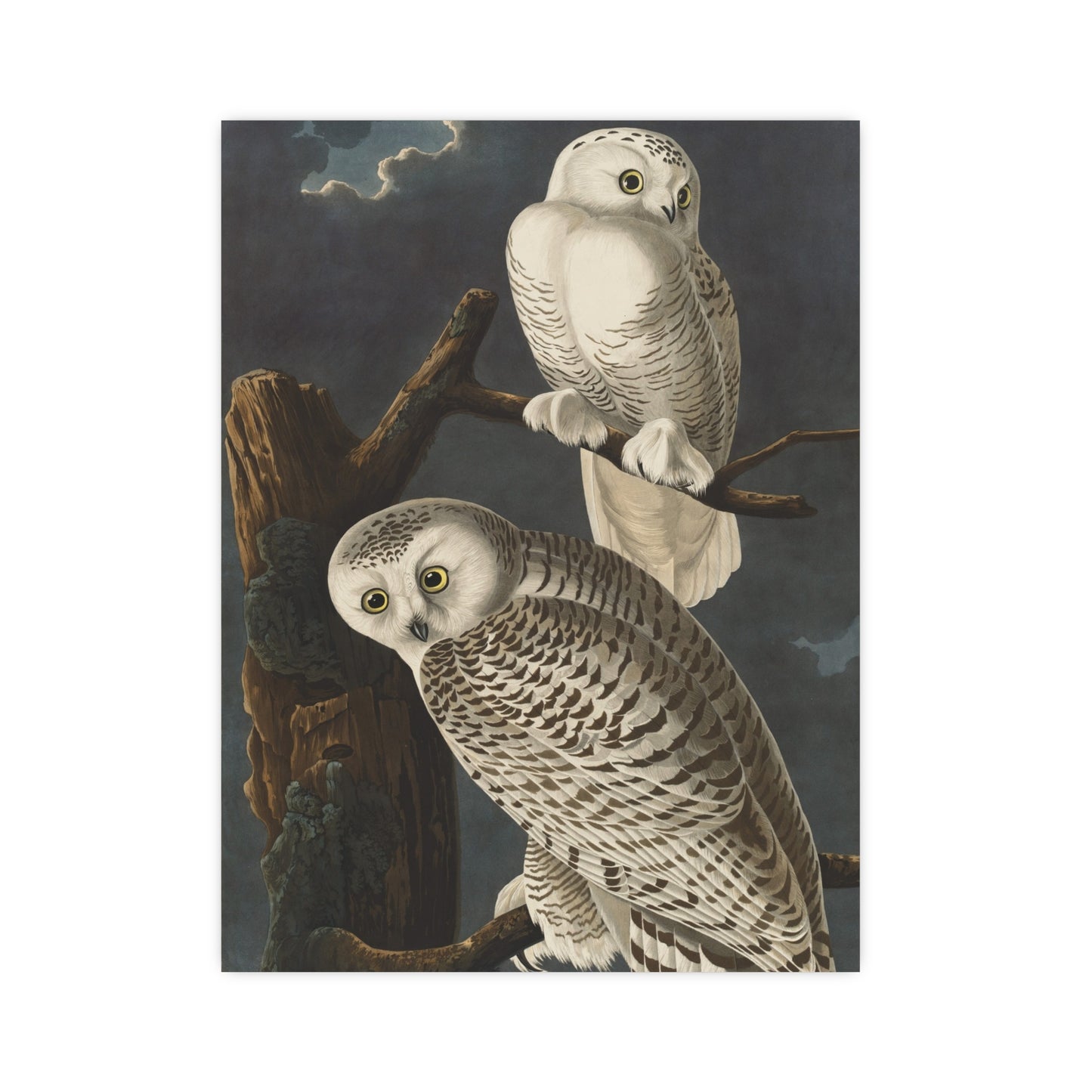 Snowy Owl - Audubon Birds - Fine Art Print