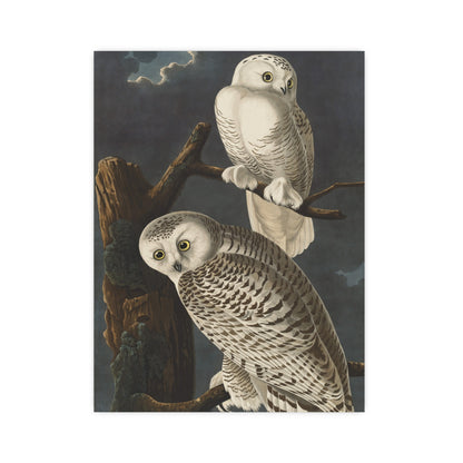 Snowy Owl - Audubon Birds - Fine Art Print