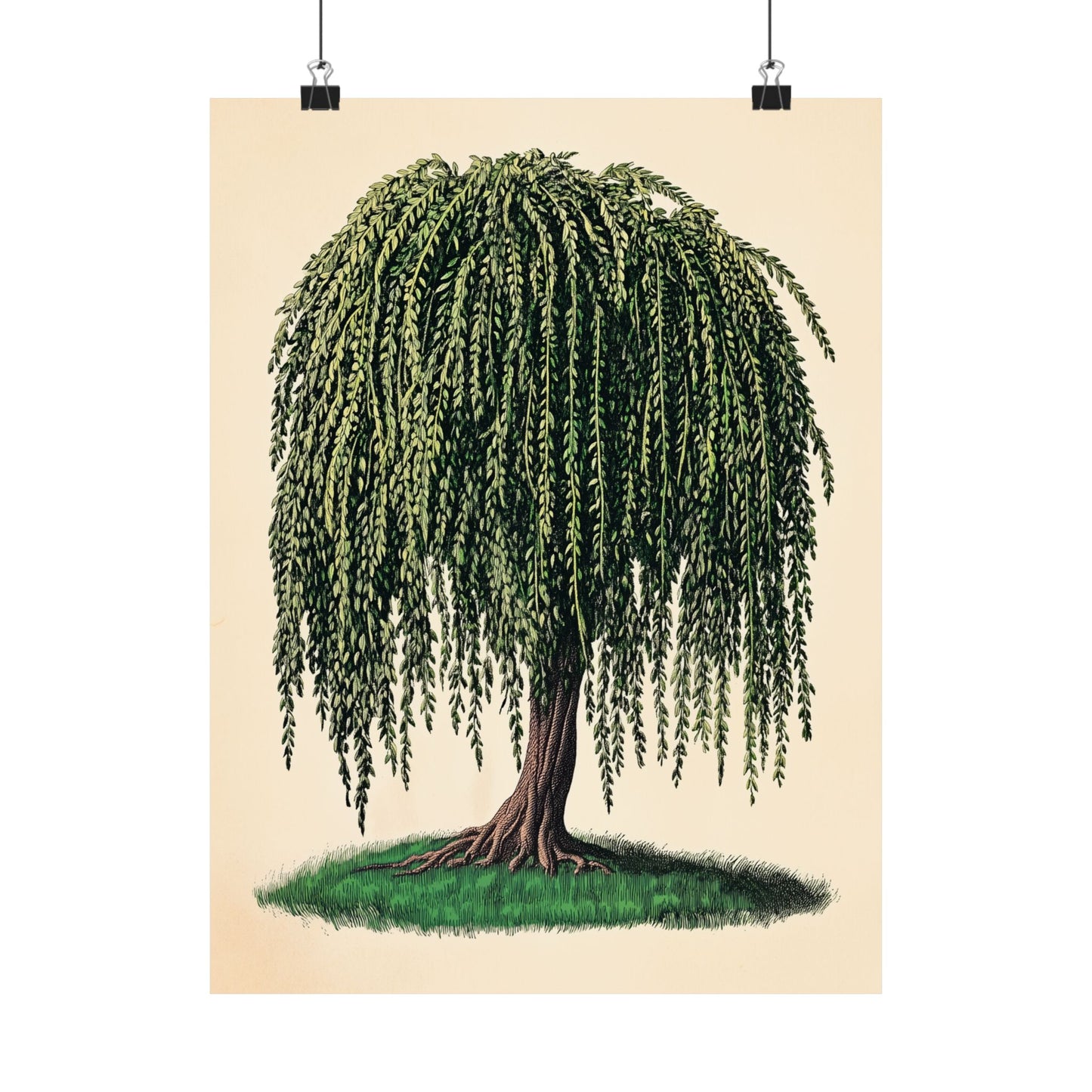Weeping Willow Vintage Botanical Art Print - Matte Poster - Vintage Botanical Wall Art