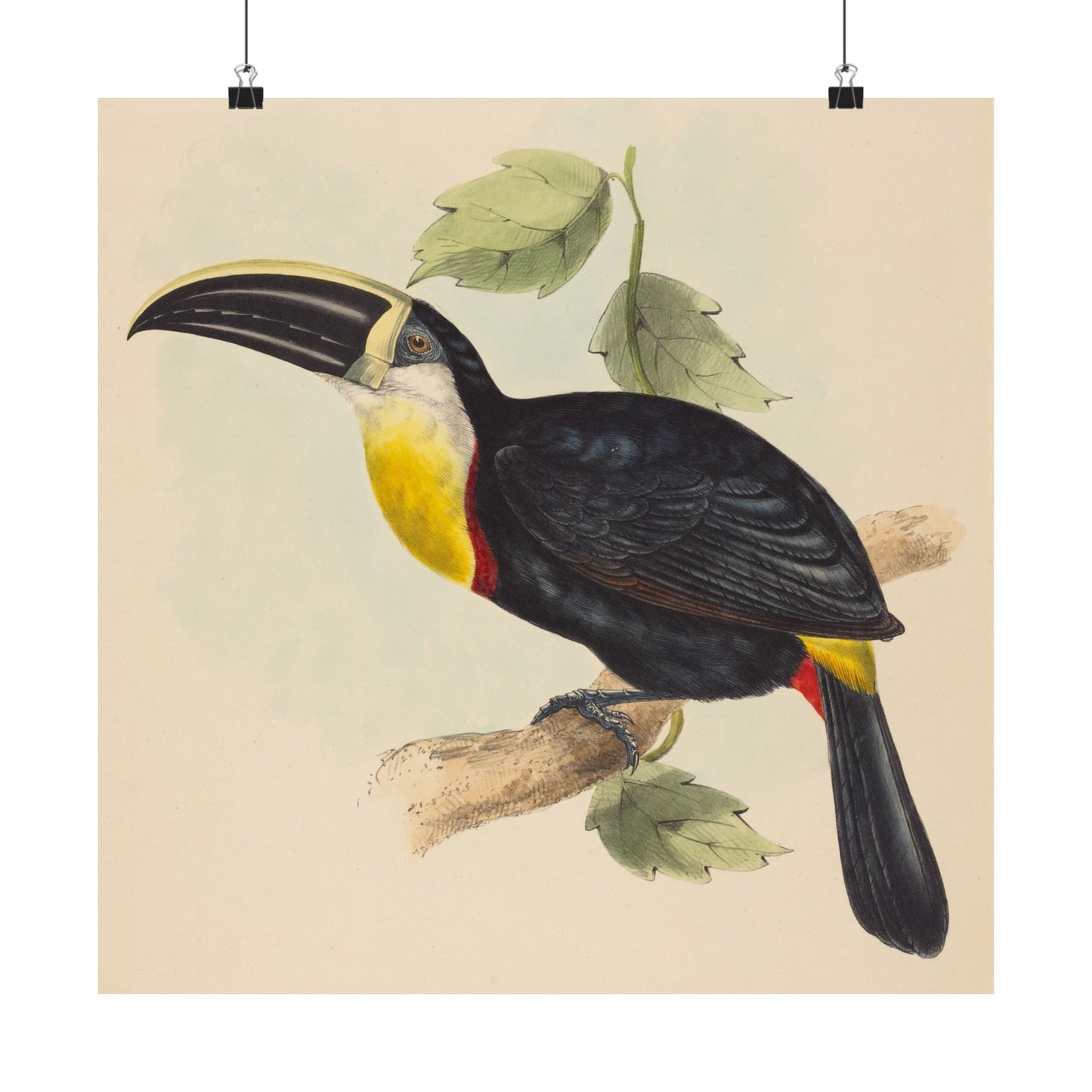 Tropical Toucan - Vintage Birdwatcher Art Print - Matte Vertical Poster - Elegant Bird Wall Art for Nature Lovers