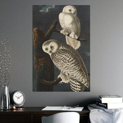 Snowy Owl - Audubon Birds - Fine Art Print