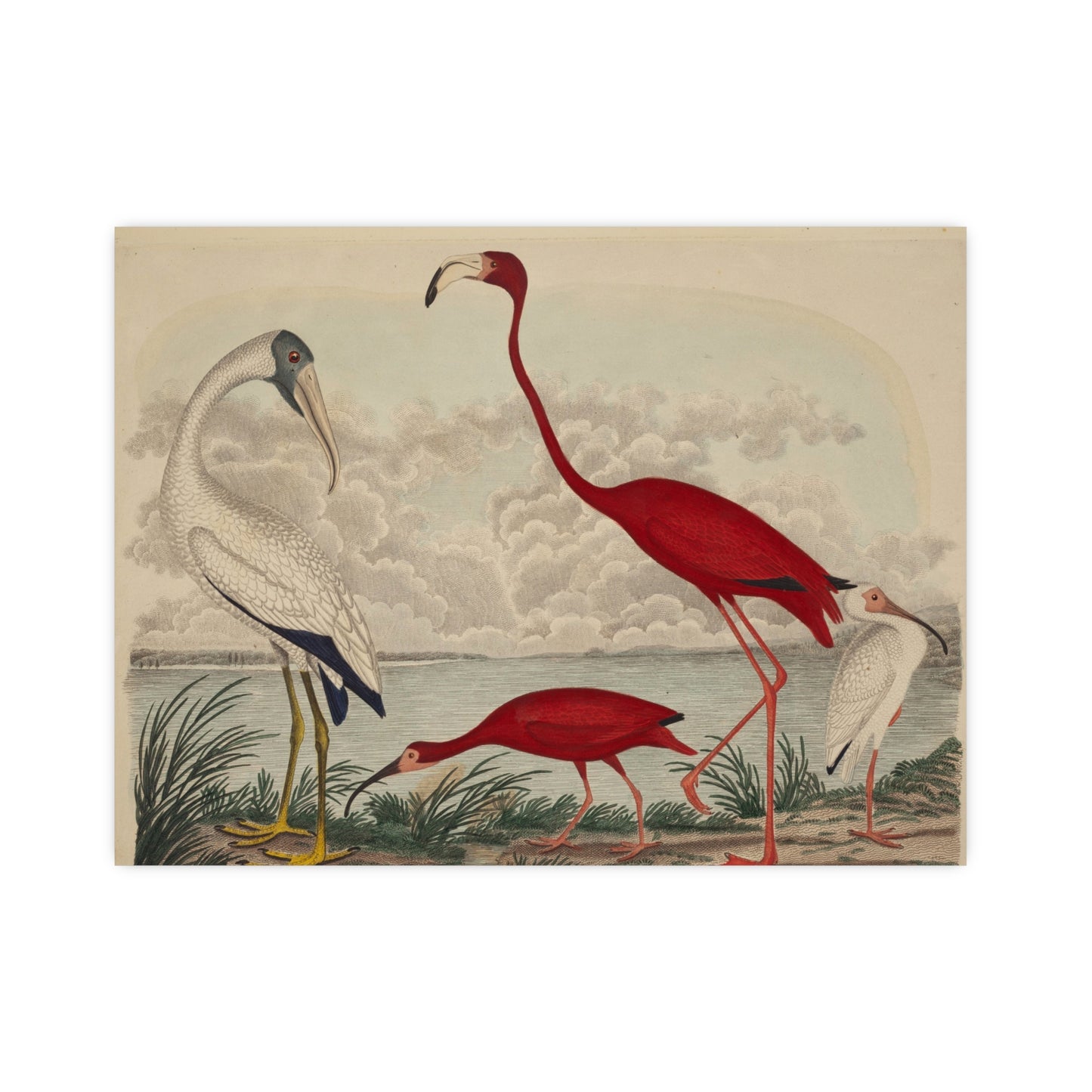 Scarlet Ibis and Flamingo - Vintage Bird Fine Art Poster