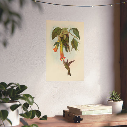 Hummingbird Botanical Art Print - Matte Vertical Poster - Nature Inspired Wall Art - Vintage Bird Watcher Art
