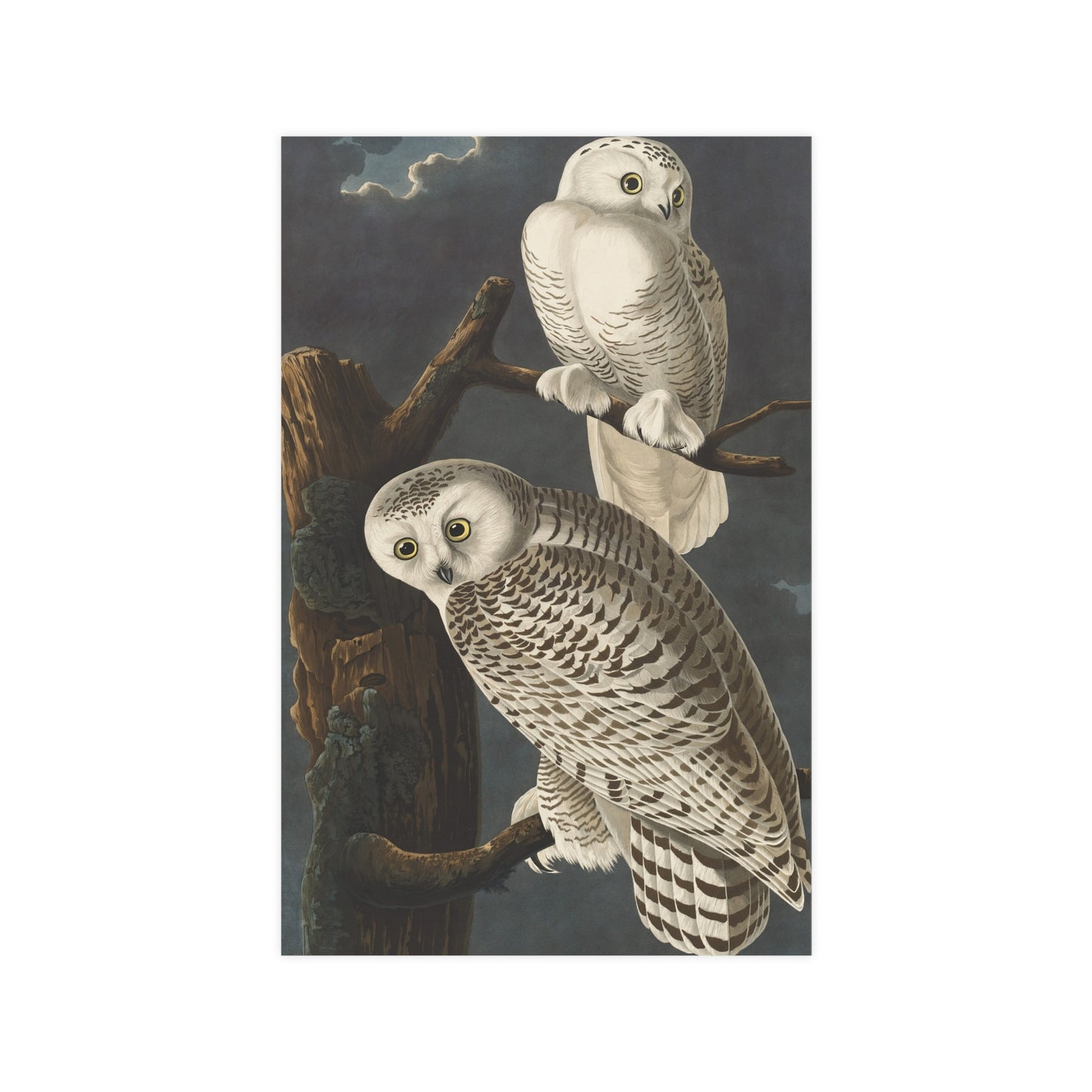 Snowy Owl - Audubon Birds - Fine Art Print