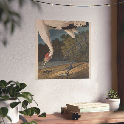 Crane in the Glades - Vintage Fine Art Print - Art Print - Poster for Nature Lovers & Birdwatchers