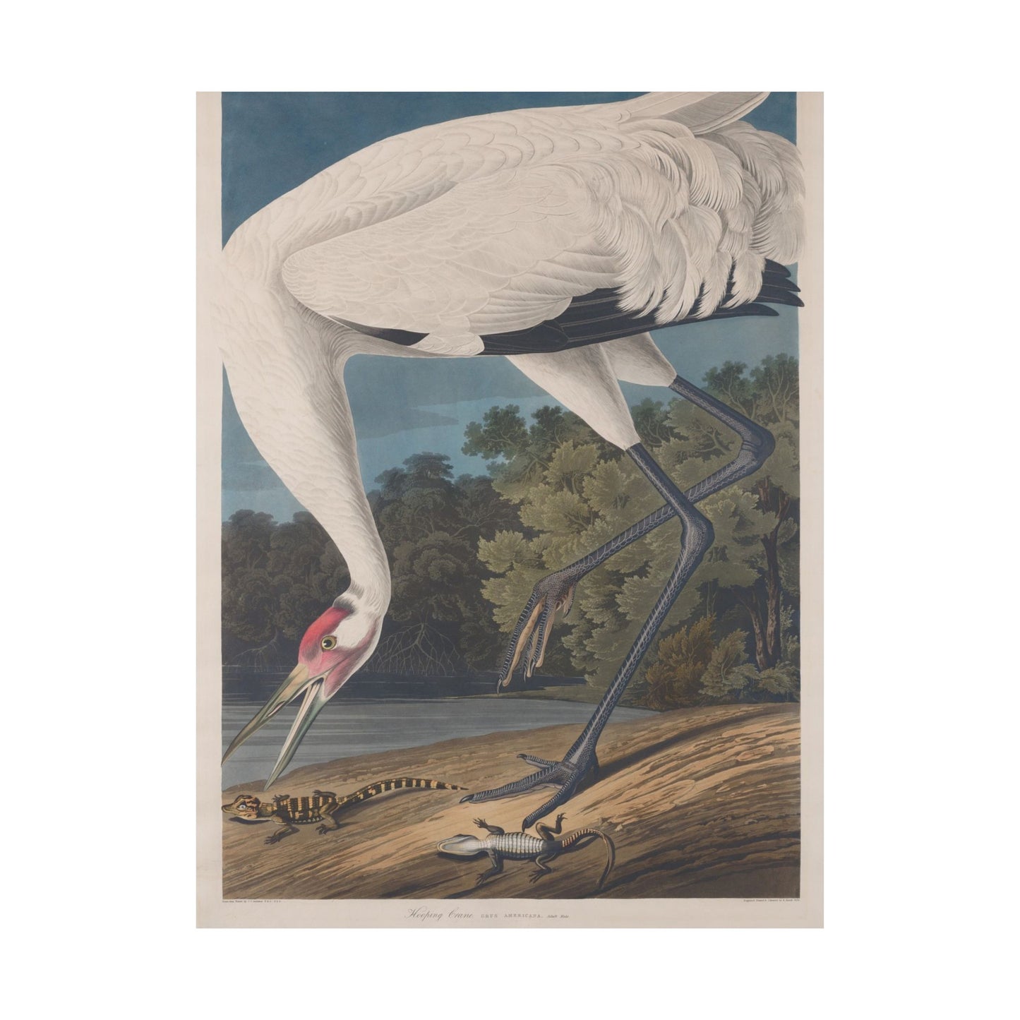 Crane in the Glades - Vintage Fine Art Print - Art Print - Poster for Nature Lovers & Birdwatchers