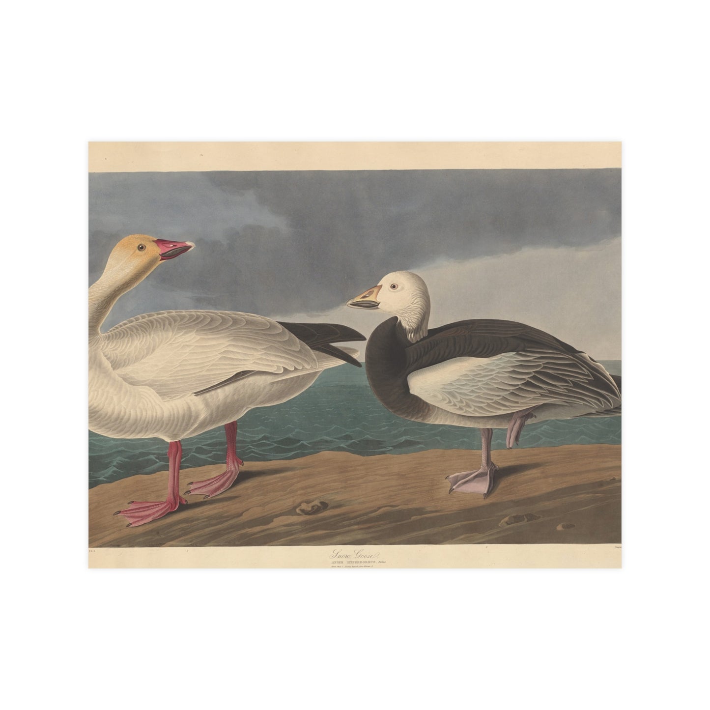Snow Goose - Audubon Fine Art Poster