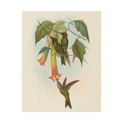 Hummingbird Botanical Art Print - Matte Vertical Poster - Nature Inspired Wall Art - Vintage Bird Watcher Art