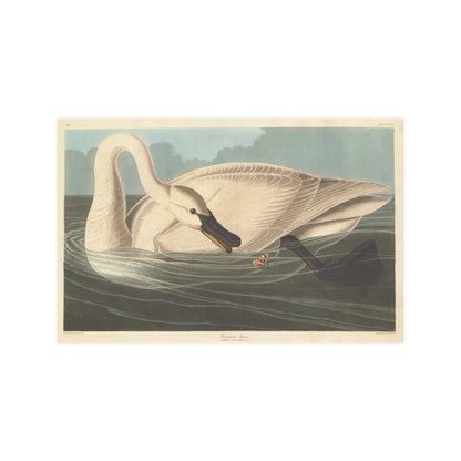 Trumpeter Swan - Audubon Fine Art Poster