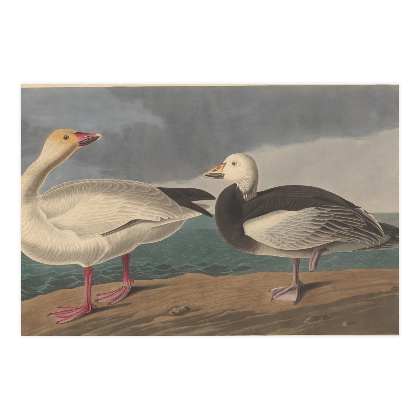 Snow Goose - Audubon Fine Art Poster