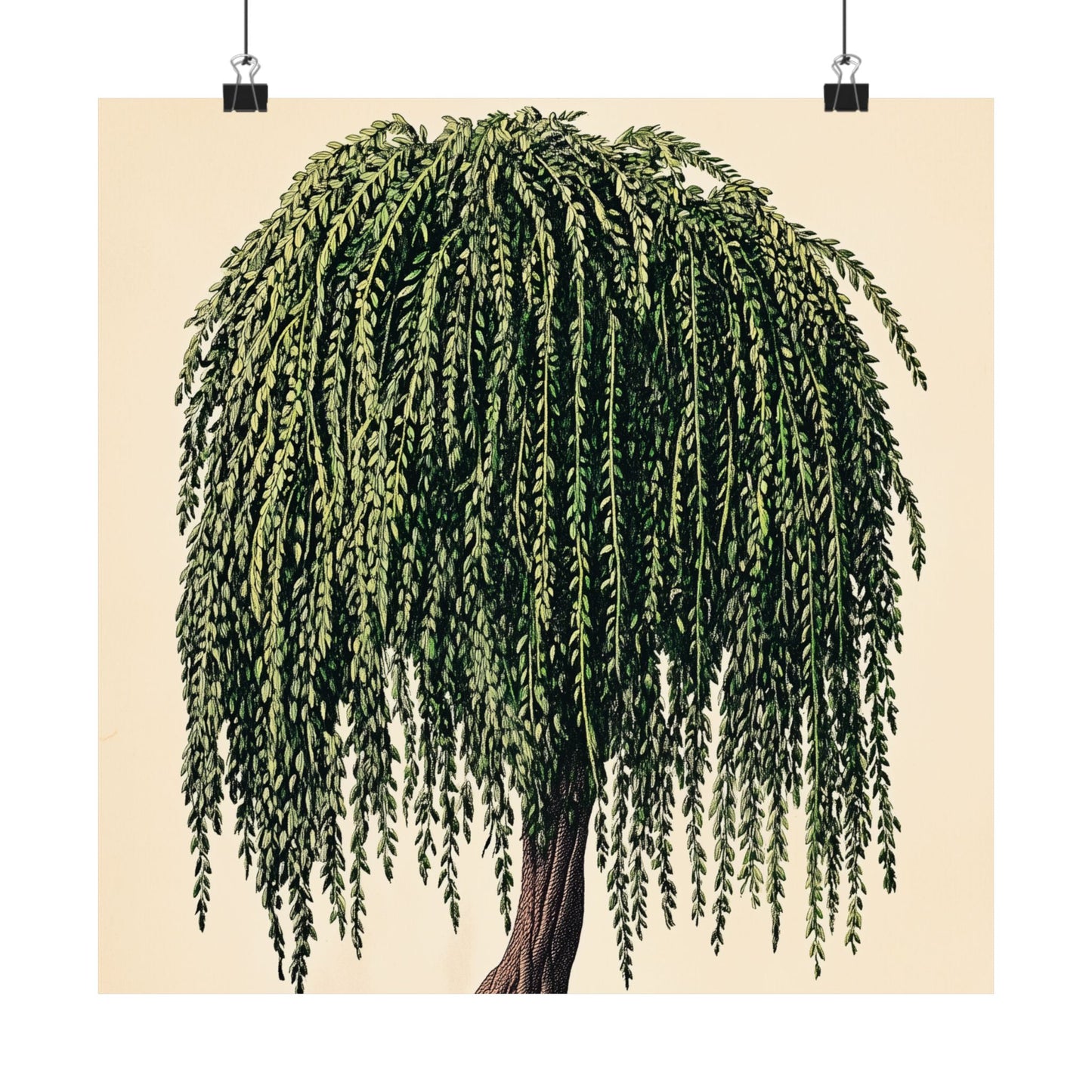 Weeping Willow Vintage Botanical Art Print - Matte Poster - Vintage Botanical Wall Art