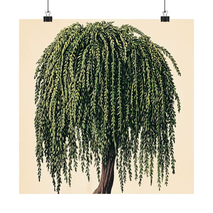 Weeping Willow Vintage Botanical Art Print - Matte Poster - Vintage Botanical Wall Art