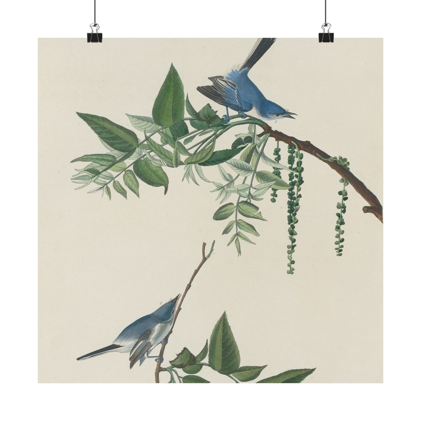 Vintage Bluebirds Botanical Print - Nature-Inspired Art - Matte Vertical Poster with Bluebirds