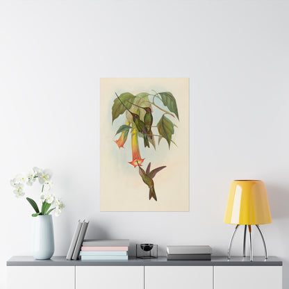 Hummingbird Botanical Art Print - Matte Vertical Poster - Nature Inspired Wall Art - Vintage Bird Watcher Art