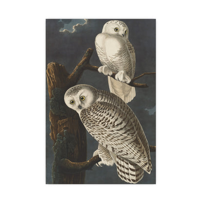 Snowy Owl - Audubon Birds - Fine Art Print