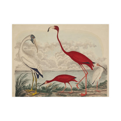 Scarlet Ibis and Flamingo - Vintage Bird Fine Art Poster