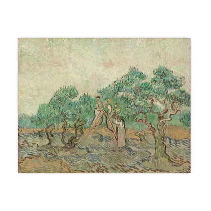 The Olive Orchard - Van Gogh Fine Art Poster