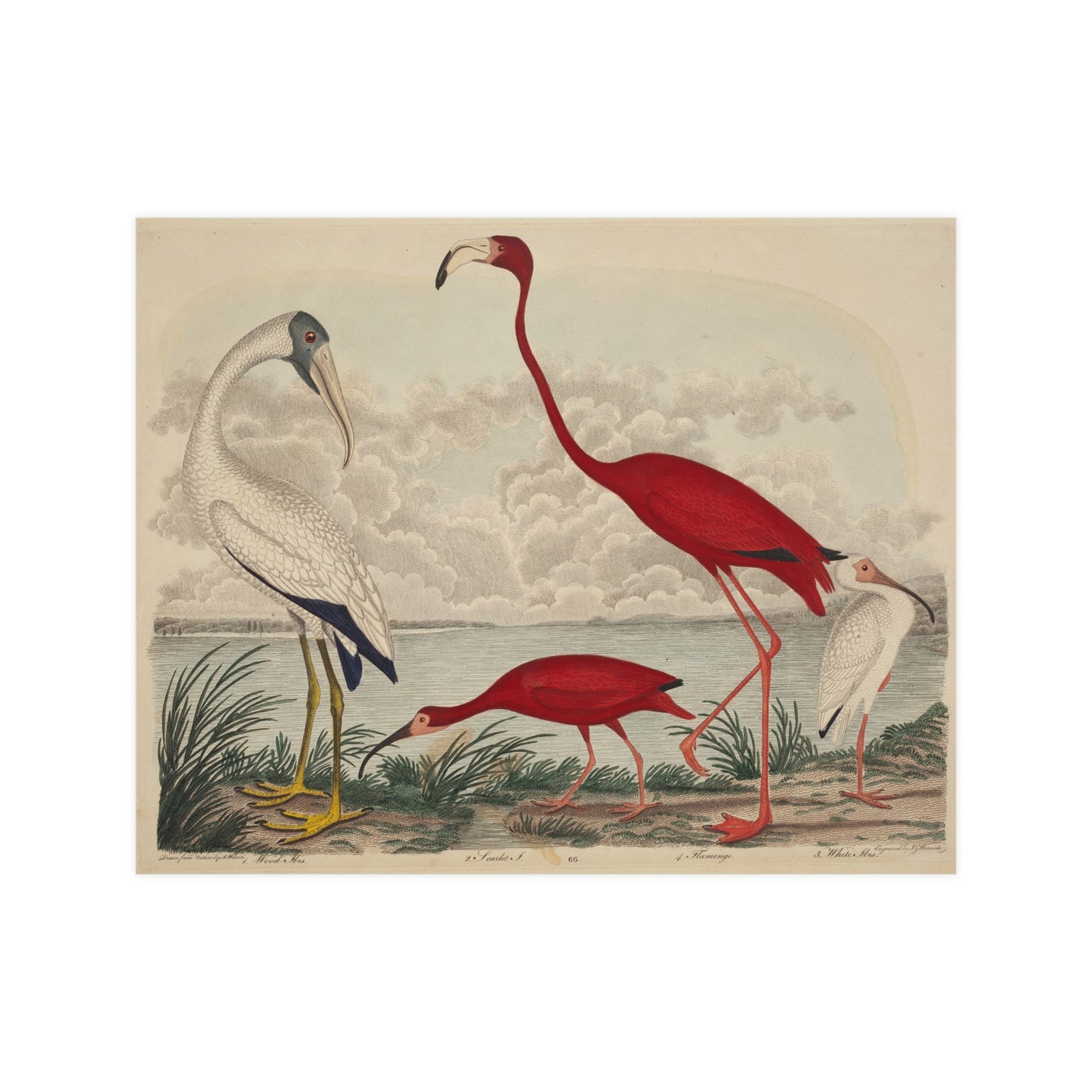 Scarlet Ibis and Flamingo - Vintage Bird Fine Art Poster