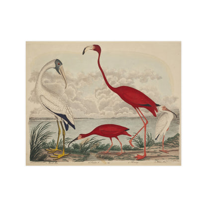 Scarlet Ibis and Flamingo - Vintage Bird Fine Art Poster