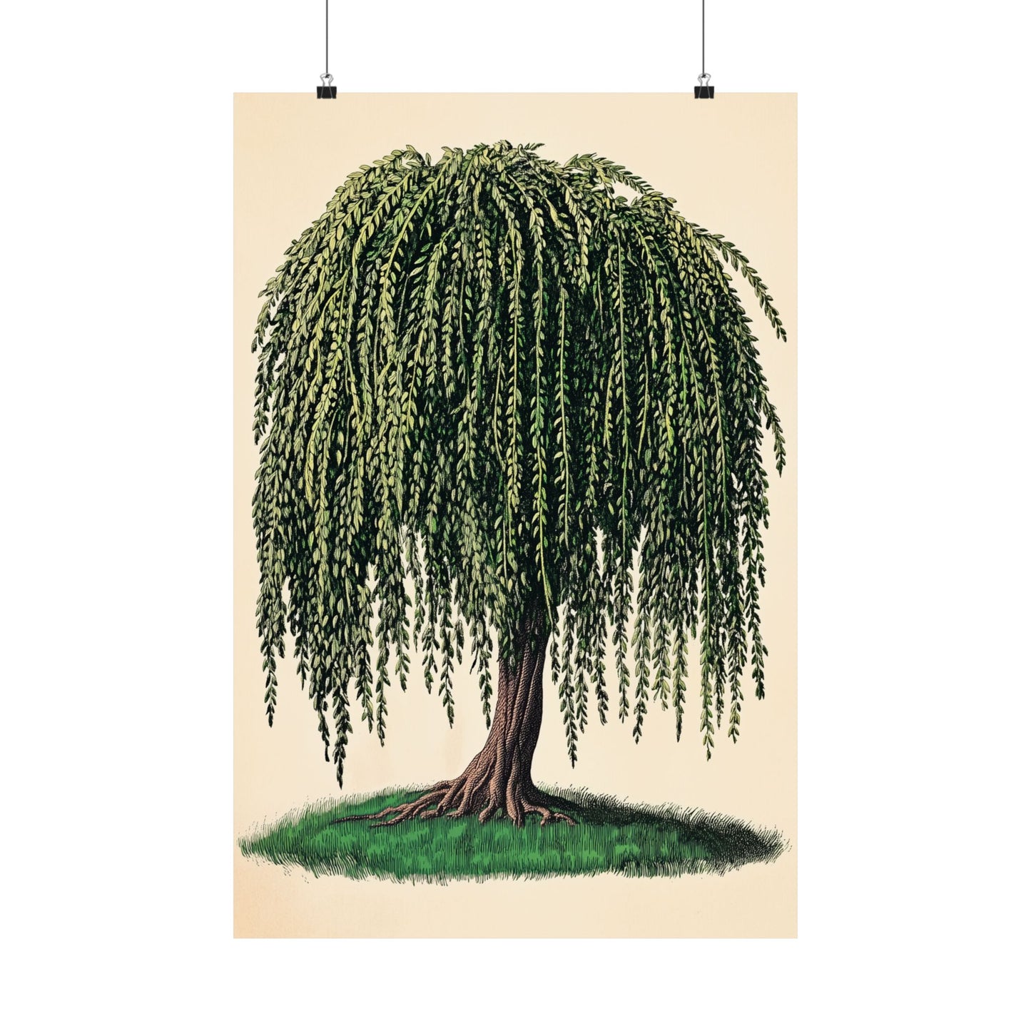 Weeping Willow Vintage Botanical Art Print - Matte Poster - Vintage Botanical Wall Art