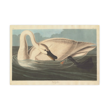 Trumpeter Swan - Audubon Fine Art Poster
