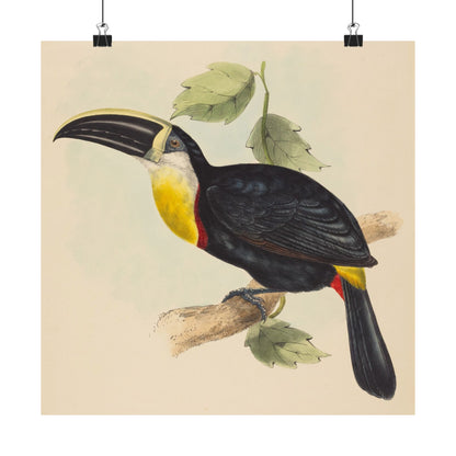 Tropical Toucan - Vintage Birdwatcher Art Print - Matte Vertical Poster - Elegant Bird Wall Art for Nature Lovers