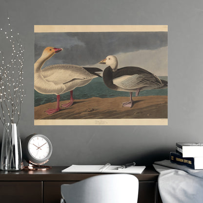 Snow Goose - Audubon Fine Art Poster