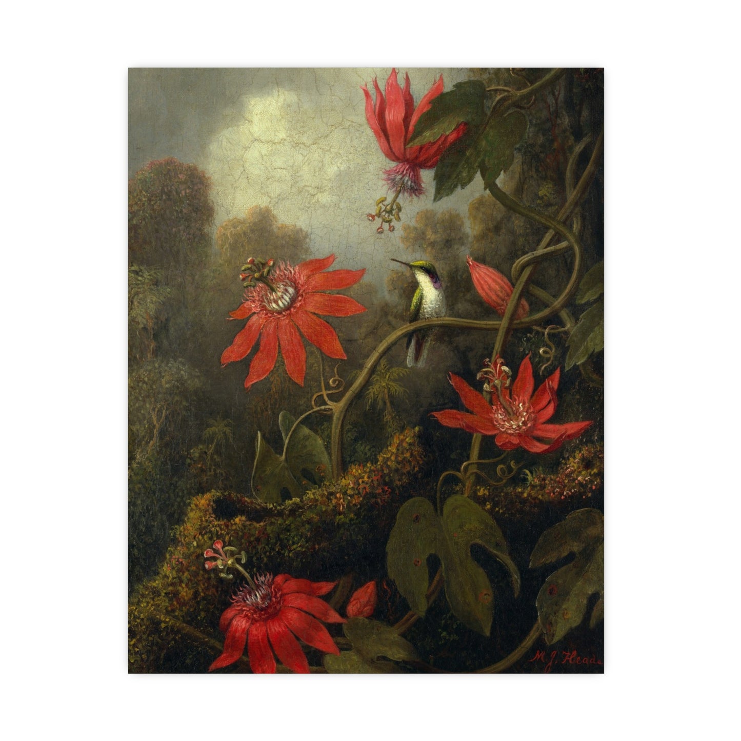 Hummingbird in Lush Tropical Landscape - Museum Collection - Fine Art Poster