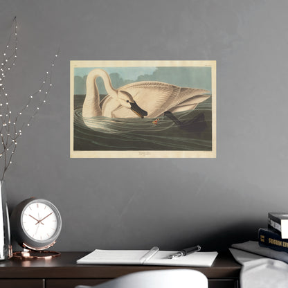 Trumpeter Swan - Audubon Fine Art Poster