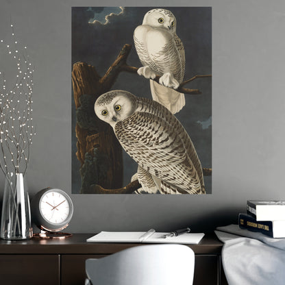 Snowy Owl - Audubon Birds - Fine Art Print