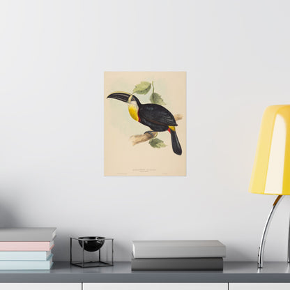 Tropical Toucan - Vintage Birdwatcher Art Print - Matte Vertical Poster - Elegant Bird Wall Art for Nature Lovers
