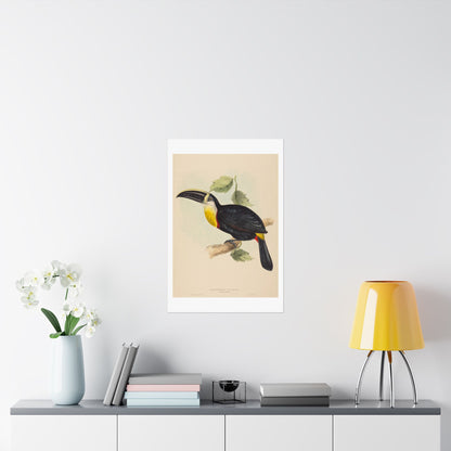 Tropical Toucan - Vintage Birdwatcher Art Print - Matte Vertical Poster - Elegant Bird Wall Art for Nature Lovers