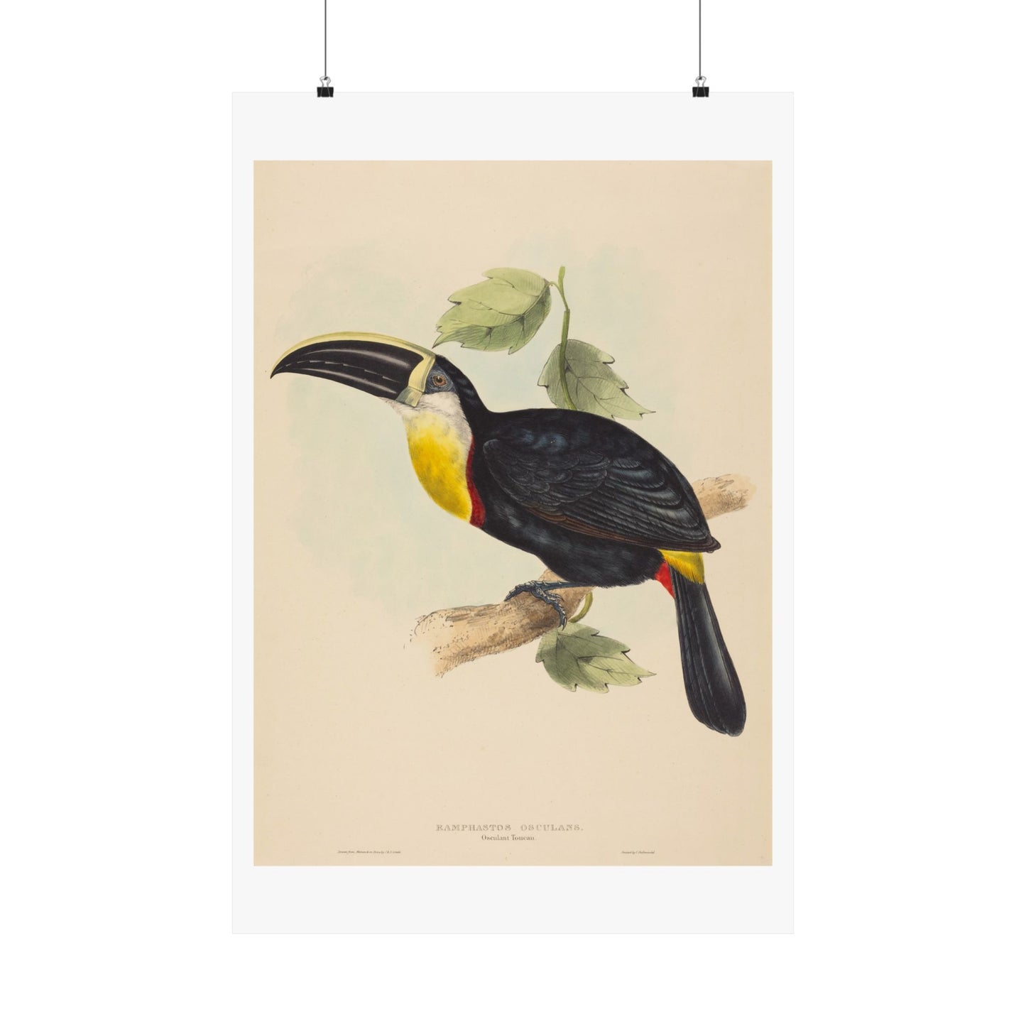 Tropical Toucan - Vintage Birdwatcher Art Print - Matte Vertical Poster - Elegant Bird Wall Art for Nature Lovers