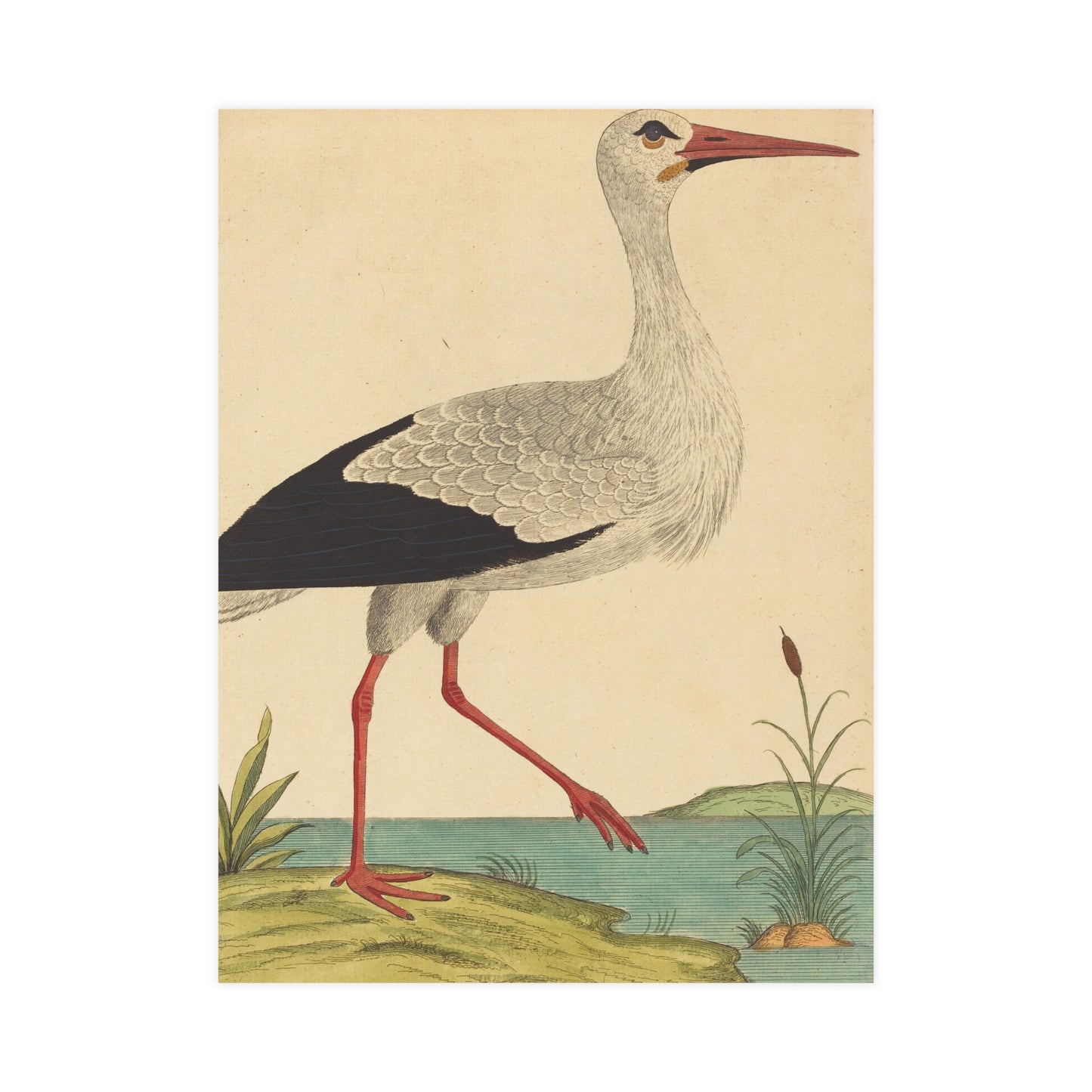 White Stork - Vintage Natural History Fine Art Poster