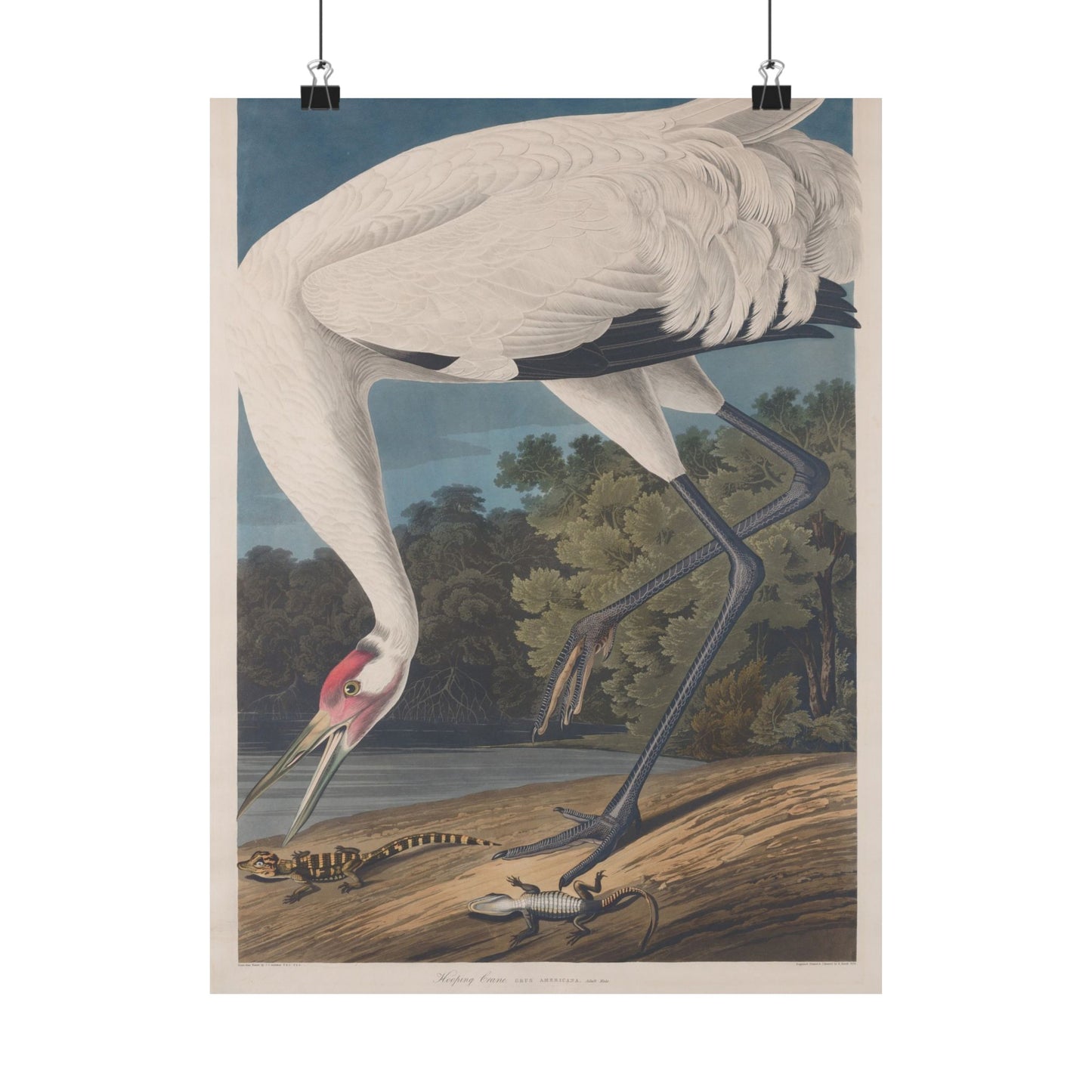 Crane in the Glades - Vintage Fine Art Print - Art Print - Poster for Nature Lovers & Birdwatchers